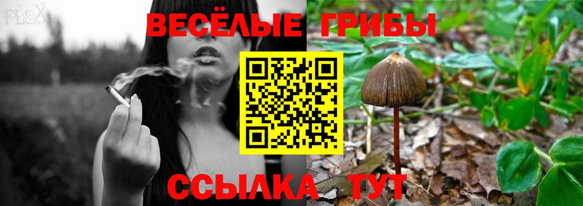 где продают наркотики  Вход с VPN  Псилоцибиновые грибы прущие грибы  Хасавюрт  Псилоцибиновые грибы GOLDEN TEACHER 